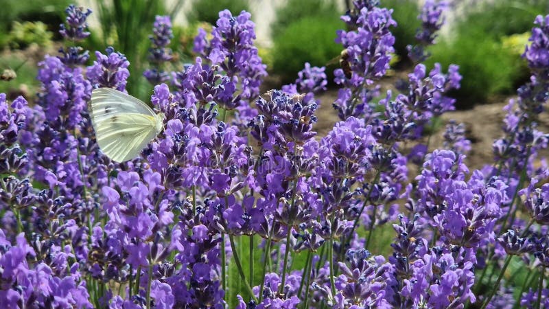 Closeup beau papillon Pieris rapae pollinisant vibrante violette fleurs parmi plusieurs abeilles diligentes banque de vidéos