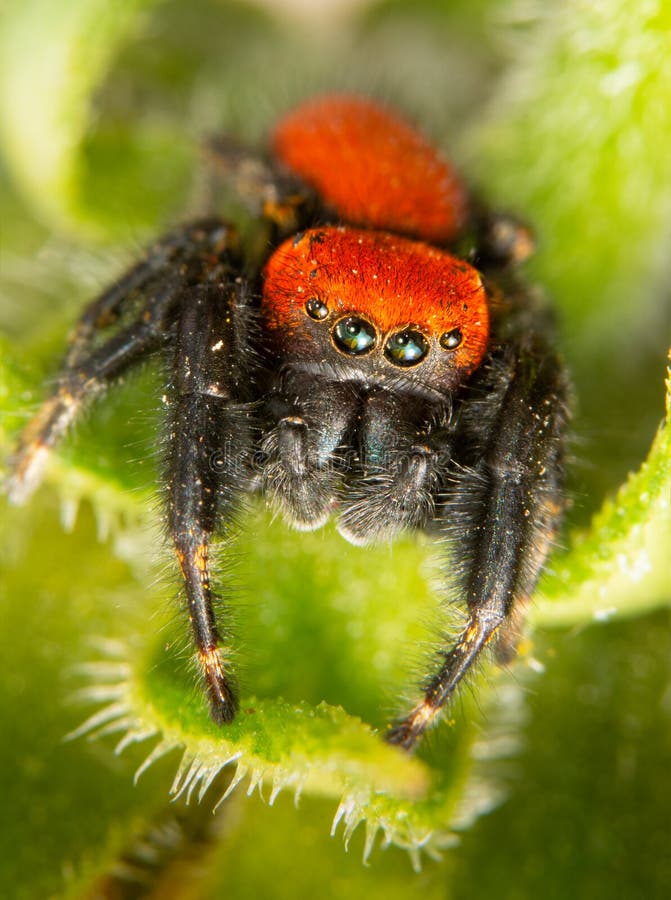 Closeup of a Beautiful Bright Red Cardinal Jumping Spider Stock Image