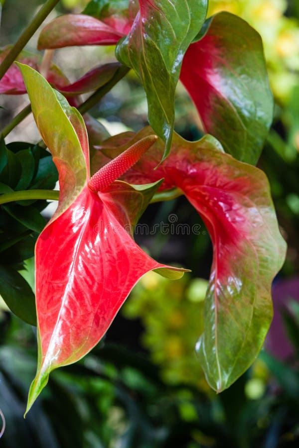 Discover The Beauty Of Emma Anthurium Colombian For Your Garden