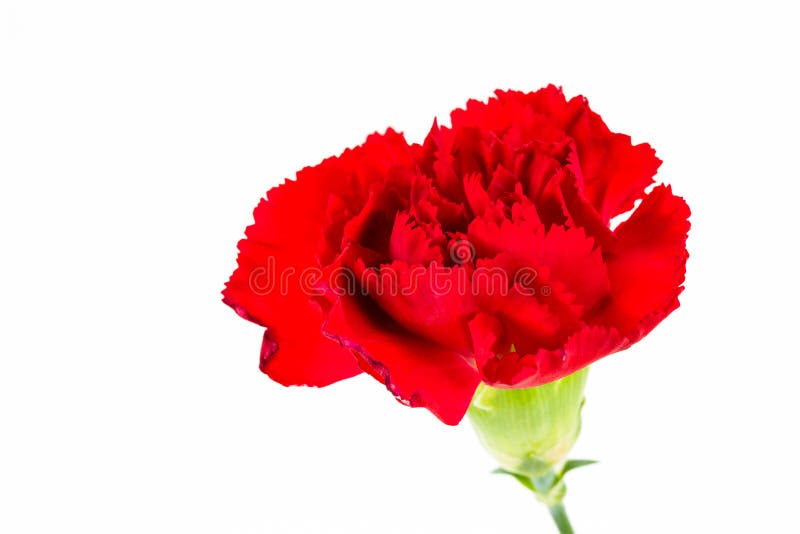 Closeup of a beautiful dianthus flower isolated on white background