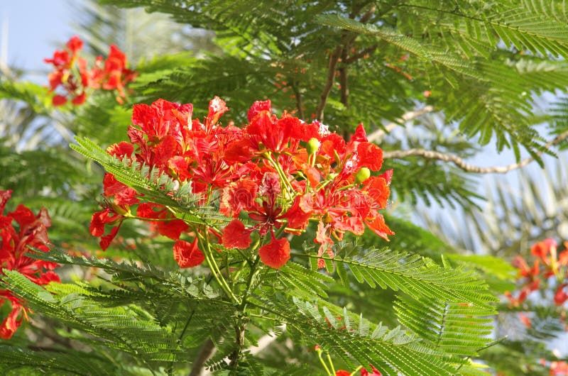 696 Gulmohar Flower Photos - Free & Royalty-Free Stock Photos from ...