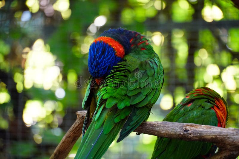 Closeup of Beautiful Loriini Parrots Stock Image Image of colourful