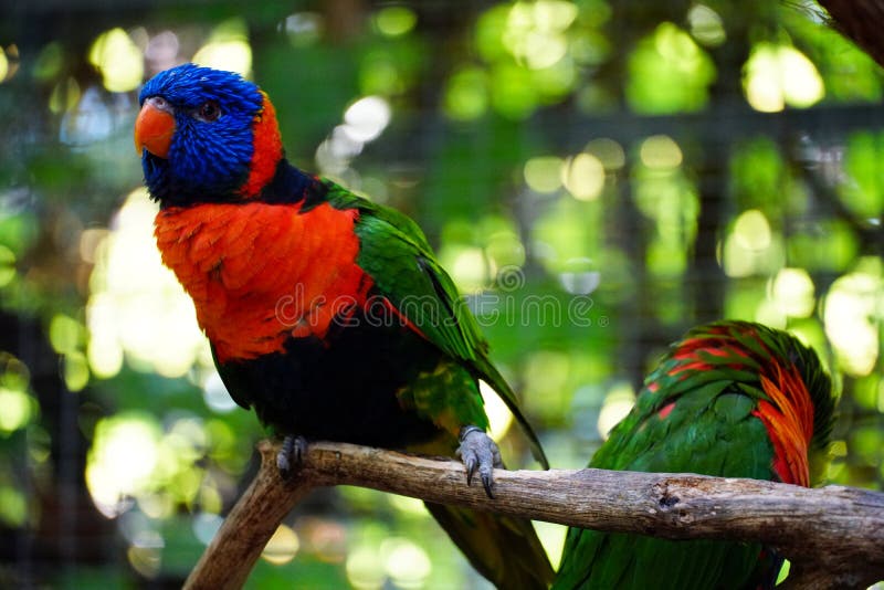 Closeup of Beautiful Loriini Parrots Stock Photo Image of beak