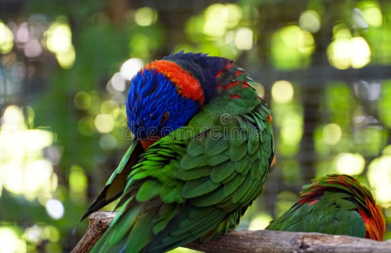 Closeup of Beautiful Loriini Parrots Stock Photo Image of tropical