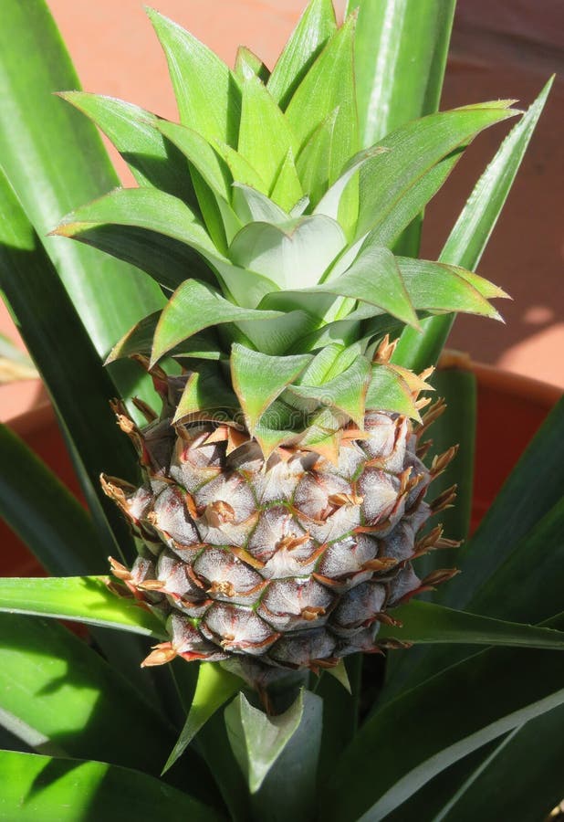 Beautiful Pineapple Fruit, Closeup Stock Photo Image of natural