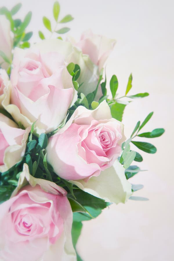 Closeup of a beautiful pink rose stock photos Closeup of a beautiful pink rose stock photos