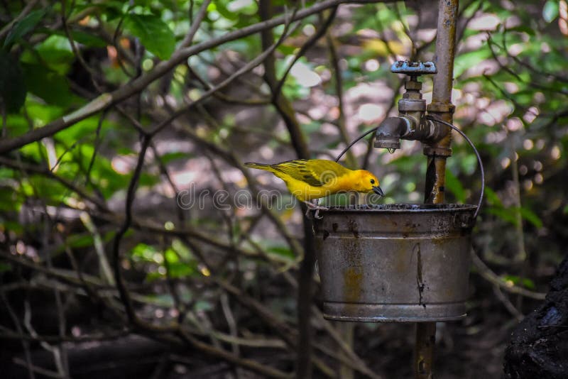 Closeup of a beautiful saffron finch bird drinking water from a bucket royalty free stock image