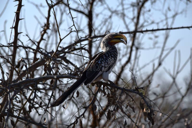 Closeup of a beautiful yellow billed hornbill resting on an acacia branch. Kruger National Park, South Africa royalty free stock photos Closeup of a beautiful yellow billed hornbill resting on an acacia branch. Kruger National Park, South Africa royalty free stock photos
