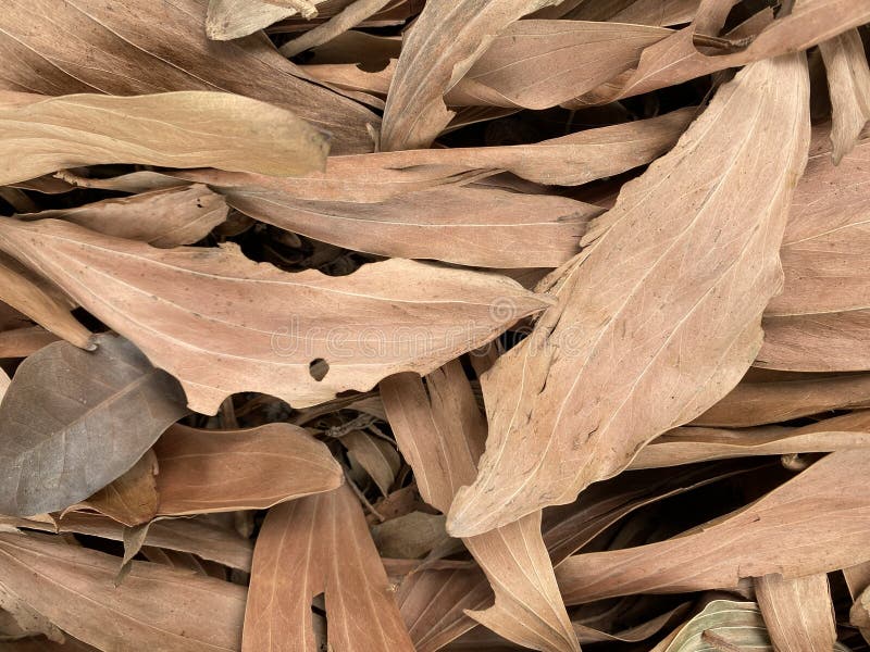 Bed of Dead Leaves stock photo. Image of coloured, nature 238574154