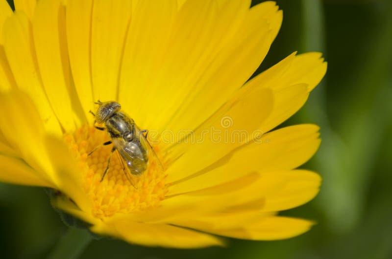 A Bee Pollinating a Calendula Flower Stock Image Image of english
