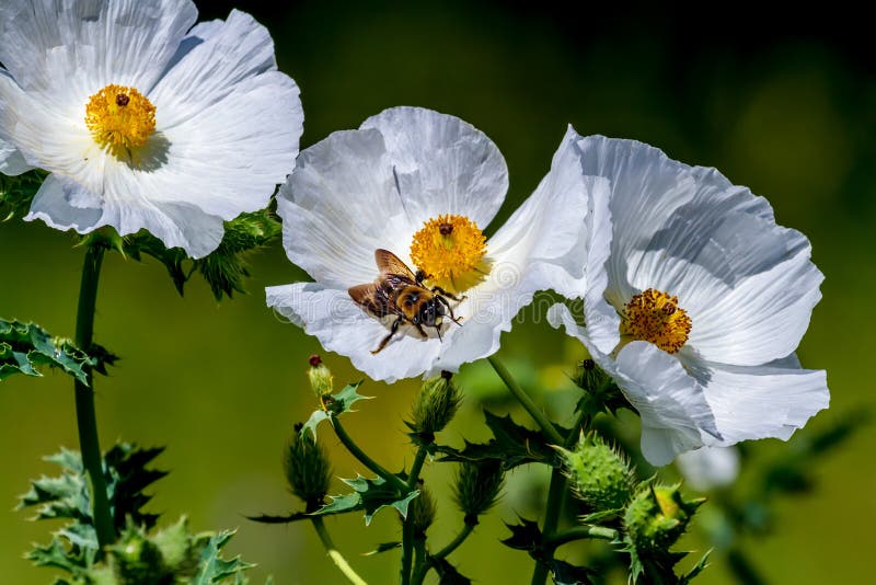 Closeup of a Bee on a White Prickly Poppy Wildflower Blossom in royalty free stock photography Closeup of a Bee on a White Prickly Poppy Wildflower Blossom in royalty free stock photography