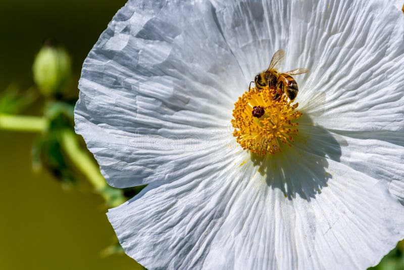 Closeup of a Bee on a White Prickly Poppy Wildflower Blossom in royalty free stock photography Closeup of a Bee on a White Prickly Poppy Wildflower Blossom in royalty free stock photography