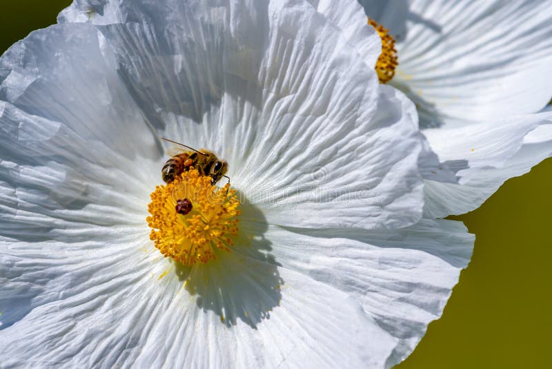 Closeup of a Bee on a White Prickly Poppy Wildflower Blossom in stock photo Closeup of a Bee on a White Prickly Poppy Wildflower Blossom in stock photo