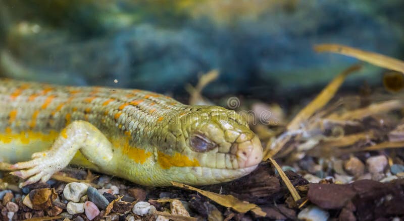 A closeup of a berber skink sleeping during brumation, tropical lizard from Africa, Exotic reptile specie