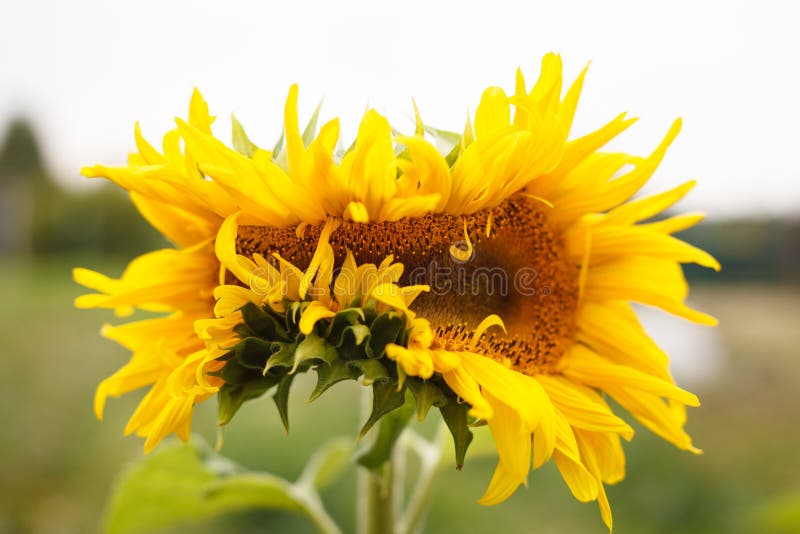 Closeup of a Beutiful Natural Sunflower with Flowers Background Stock