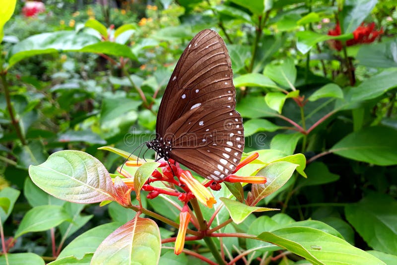 Closeup of a Big Brown Euploea Core Butterfly on a Leaf Stock Image