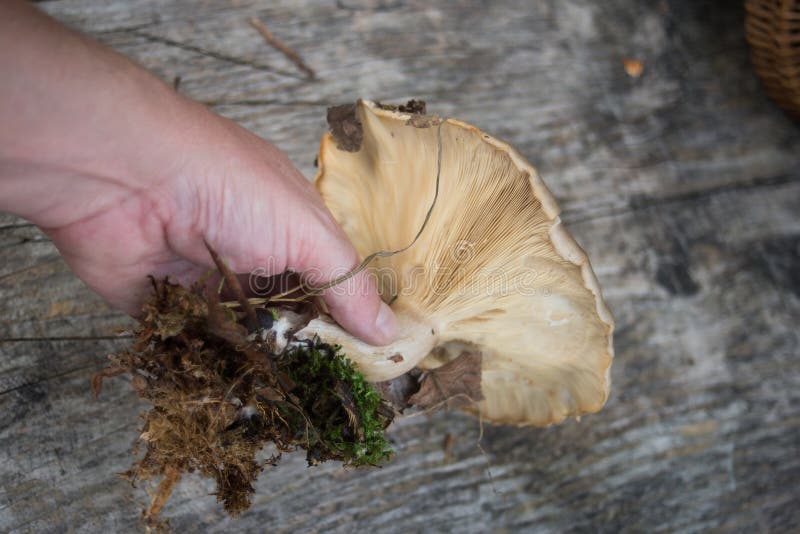 Big Mushroom in Hand on Wooden