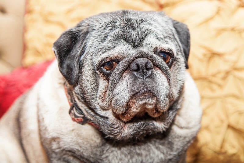 Closeup Big Pug Dog on Couch Stock Photo Image of interior, portrait 65437362