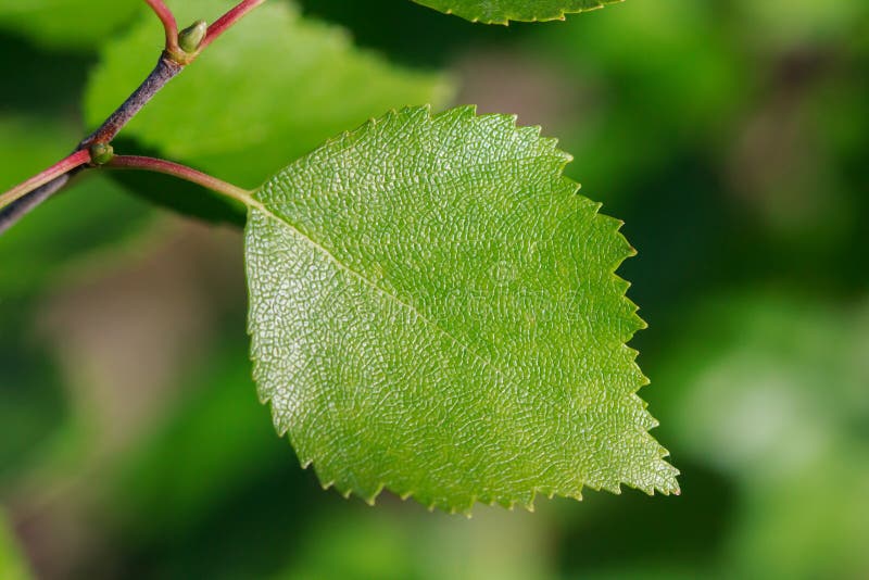 Closeup of a birch leaf stock photos