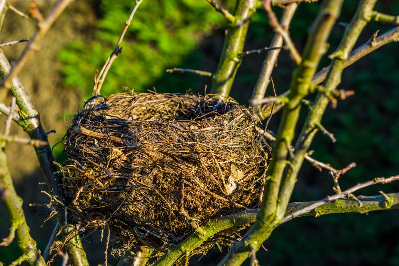 Closeup of a bird nest in a tree, birds breeding season during spring, empty bird home