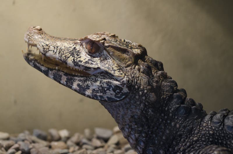 Closeup of Black Caiman head &x28;Melanosuchus niger&x29