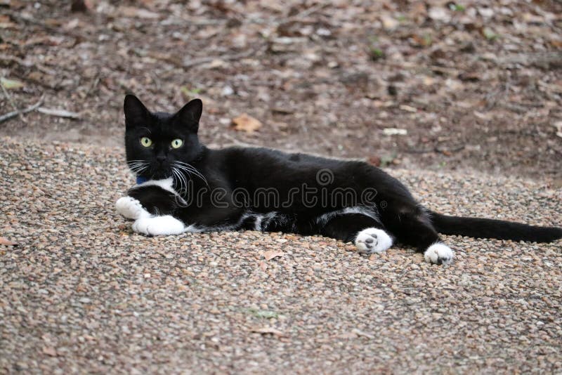 Closeup Of A Black Cat With White Paws Laying On The Ground Stock Photo closeup-of-a-black-cat-with-white-paws-laying-on-the-ground-stock-photo