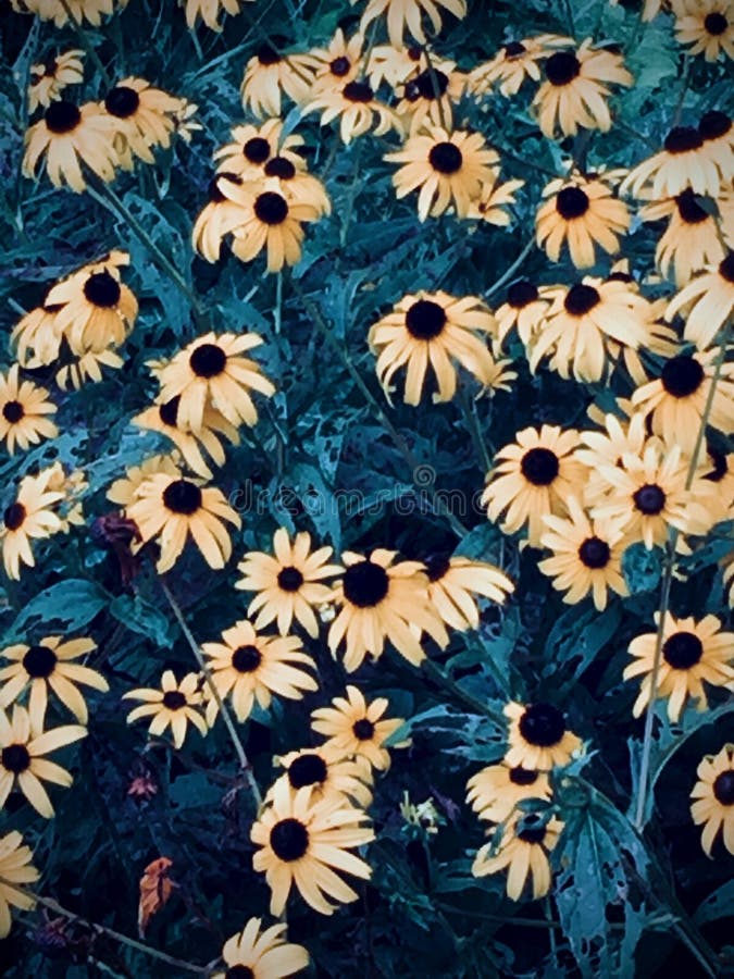 Closeup of Black-eyed Susans in Wilmington, Delaware stock image Closeup of Black-eyed Susans in Wilmington, Delaware stock image