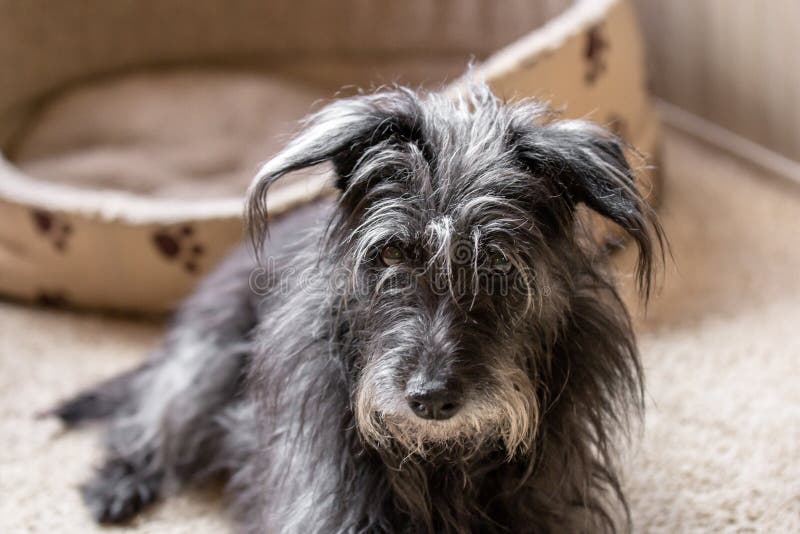 Closeup of a black Miniature Schnauzer in a house under the lights with a blurry background royalty free stock image Closeup of a black Miniature Schnauzer in a house under the lights with a blurry background royalty free stock image