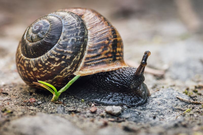 Closeup of a Black Snail with a Brown Shell Stock Image - Image of ground, shell: 105709541 Closeup of a Black Snail with a Brown Shell Stock Image - Image of ground, shell: 105709541