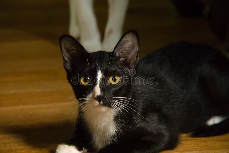 Closeup black and white cat royalty free stock photos Closeup black and white cat royalty free stock photos