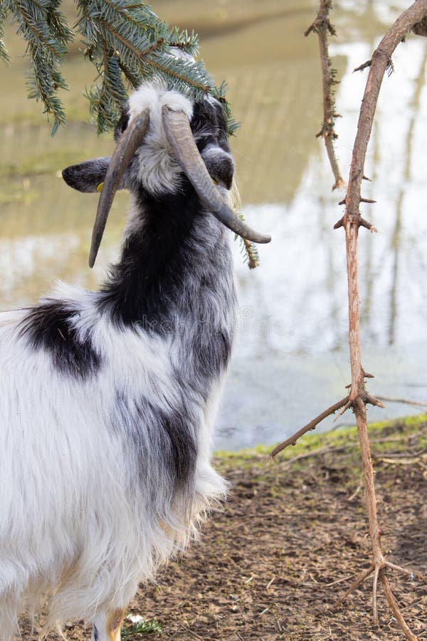 Closeup of a Black and White Goat Eating from a Spruce Tree Stock Photo