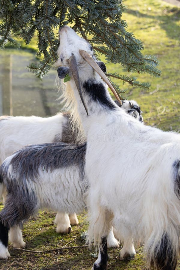 Closeup of a Black and White Goat Eating from a Spruce Tree beside a