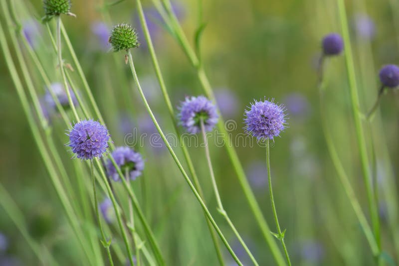 Blooming devil`s-bit scabious, Succisa pratensis stock photos