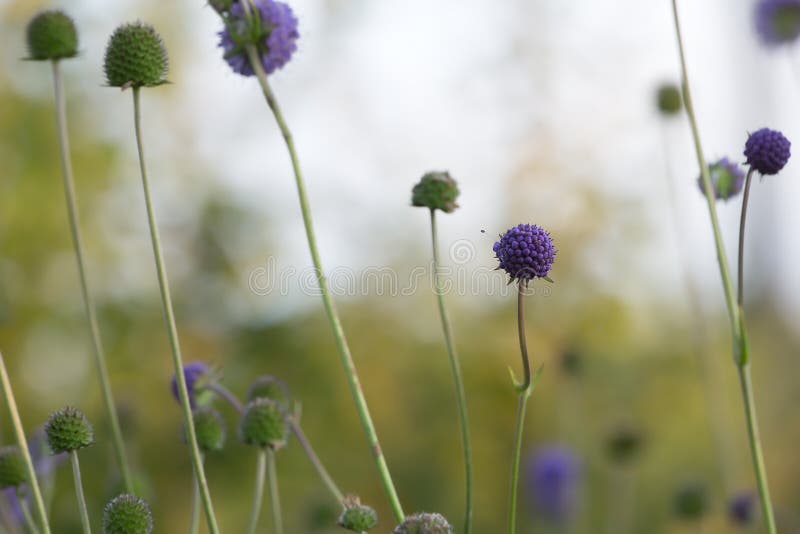 Blooming devil`s-bit scabious, Succisa pratensis stock photos