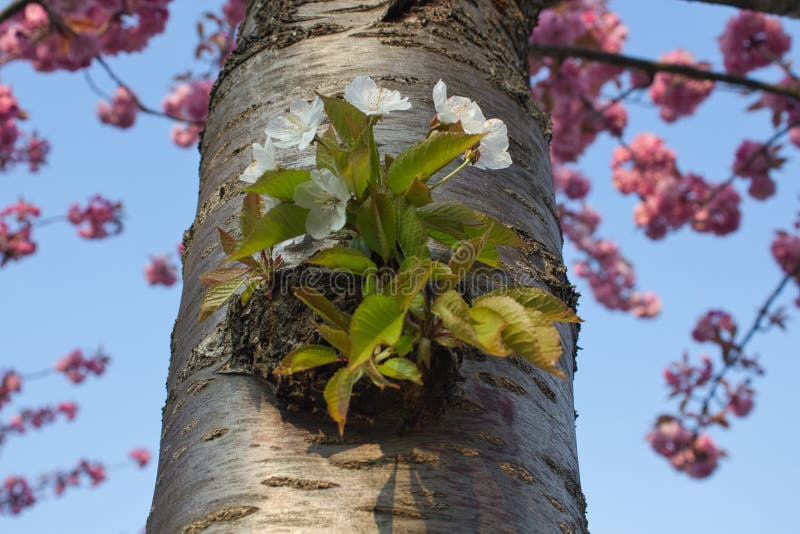 Closeup of blooming Japanese cherry (Prunus serrulata) tree suckers