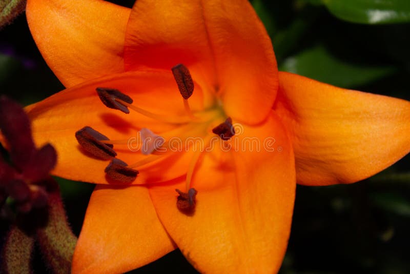 Closeup of Blooming Lily Flower in the Flower Shop Stock Photo Image of beautiful, jeandre