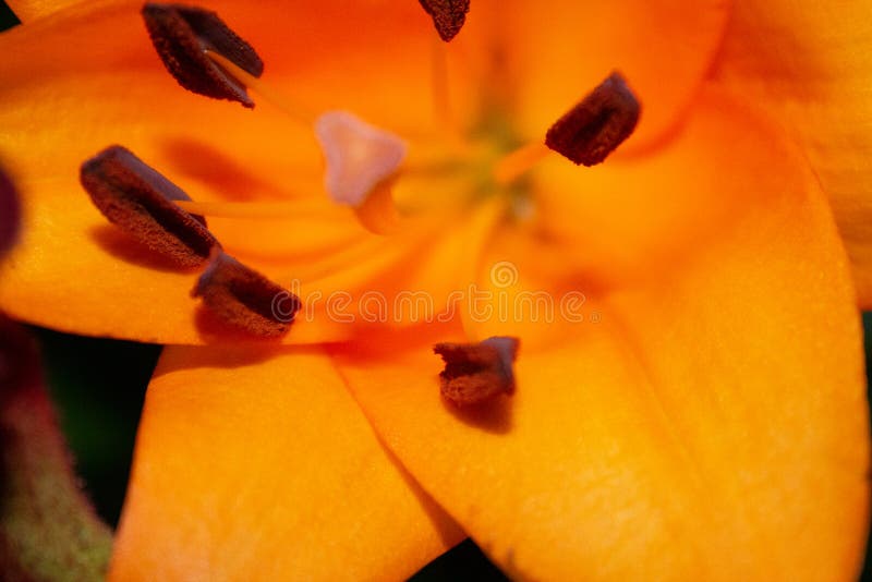 Closeup of Blooming Lily Flower in the Flower Shop Stock Image Image of blossom, flower 264091473