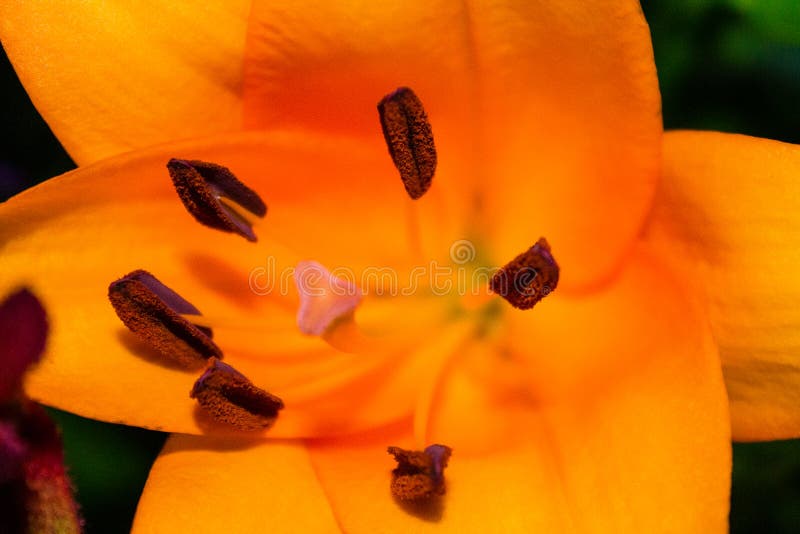 Closeup of Blooming Lily Flower in the Flower Shop Stock Image Image