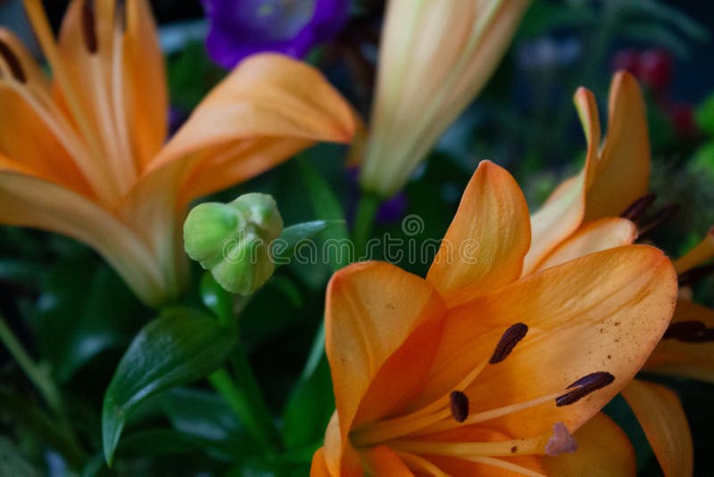 Closeup of Blooming Lily Flower in the Flower Shop Stock Image Image of petals, fresh 264091563