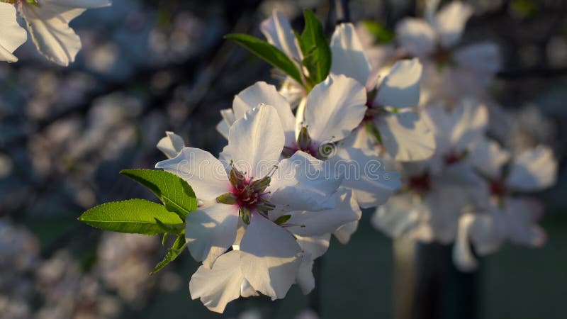 Closeup of Blooming plum tree with white flowers Rack focus