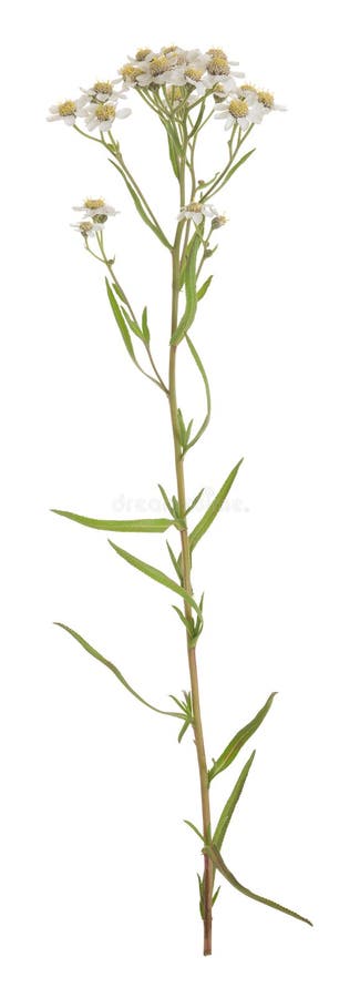 Sneezewort, Achillea Ptarmica Plant Isolated On White Background Stock ...