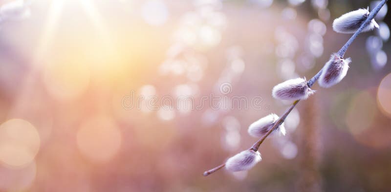 Art Closeup of blooming willow tree in spring on sunny bokeh background royalty free stock photography.
