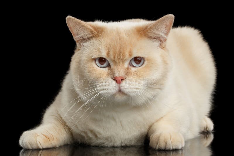 Closeup Blue eyed British Shorthair Cat Lying, Isolated Black Background. Close-up Blue eyed British Shorthair Cat Lying and Looking in Camera, Isolated Black stock photography Closeup Blue eyed British Shorthair Cat Lying, Isolated Black Background. Close-up Blue eyed British Shorthair Cat Lying and Looking in Camera, Isolated Black stock photography