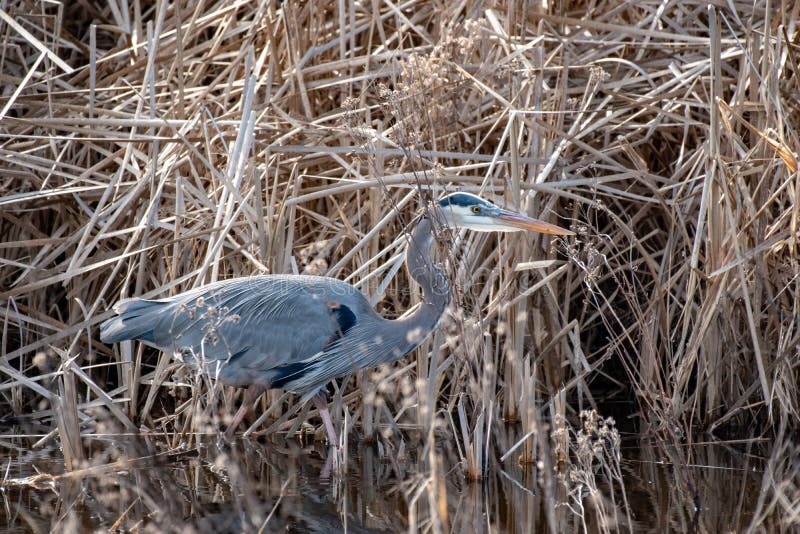 A closeup of a Blue Heron walking through water near marsh grass stock images A closeup of a Blue Heron walking through water near marsh grass stock images