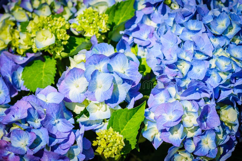 Closeup of Blue Hydrangea. Hydrangea Macrophylla in a Garden Stock