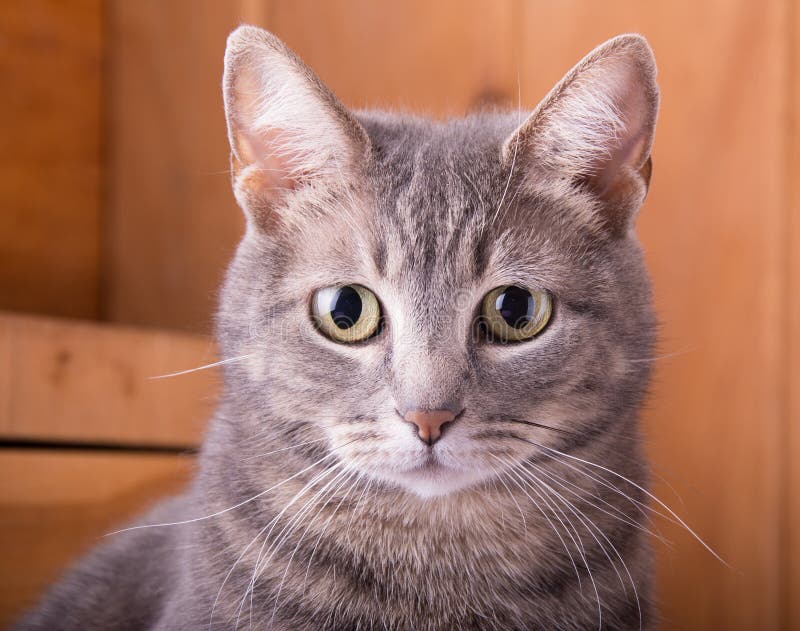 Closeup of a Blue Tabby Cat Stock Image Image of background, cute