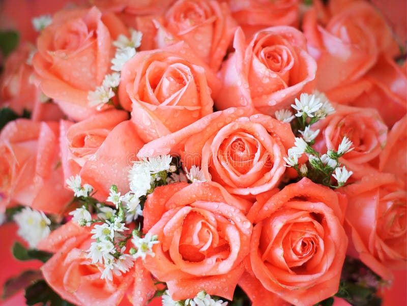 Closeup bouquet of orange roses background