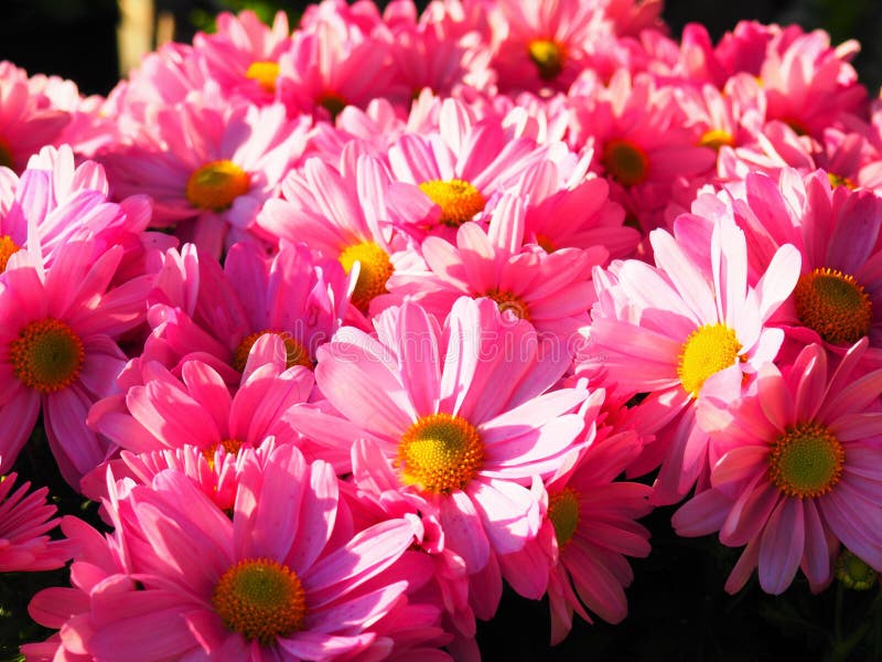 Closeup of a Bouquet of Pink Barberton Daisies Under the Sunlight Stock