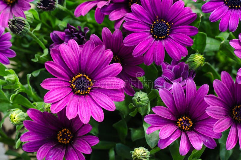 Closeup of a bouquet purple daisies