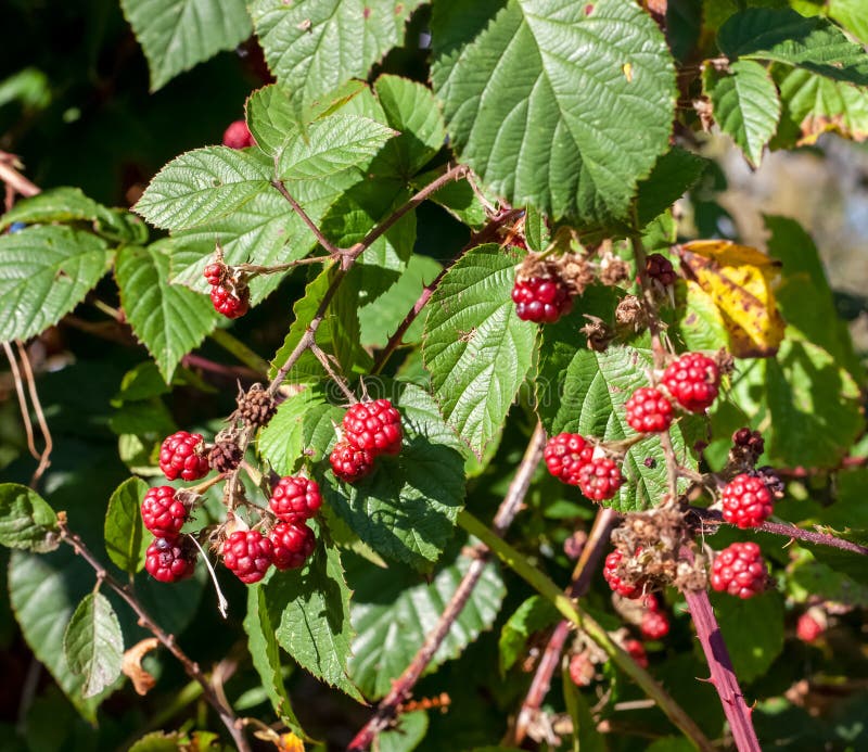 Organic Boysenberries Growing On Boysenberry Bush Stock Photo Image